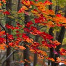 Changing color